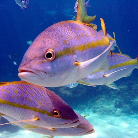 Отель Corales Punta Rusia Пунта-Русия Экстерьер фото
